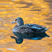 MG 4804 - Version 2  Duck On Fall Colored Water (Matt 18X24  Print 12X18) JAH-13-421